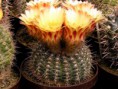/album/fotogaleria-fotogaleria/notocactus-concinnus-1546-hodonin-p5150006-jpg/